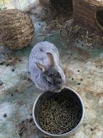 Jonge kleurdwergjes te koop, Mei, Meerdere dieren, Overige typen, Tam