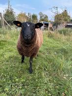 Zwartbles rammen