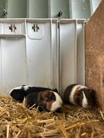 Jonge cavia zeugjes, Dieren en Toebehoren, Knaagdieren, Vrouwelijk, Cavia, Tam