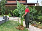 Vijverplanten, Tuin en Terras, Vijvers, Ophalen