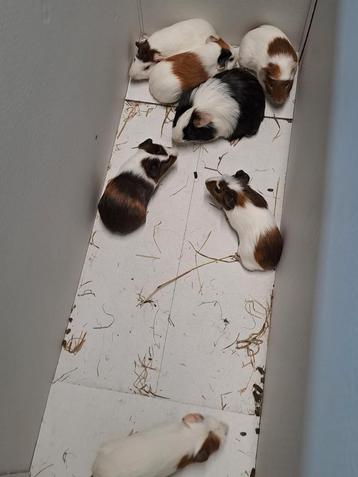 Cavia beertjes beschikbaar voor biedingen