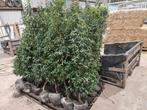 prunus lusitanica angustifolia 150-175 B-kwaliteit, Ophalen