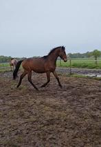 Knappe twenter hengst springpaard stamboek en papieren AES, Springpaard, 0 tot 2 jaar, Hengst, 160 tot 165 cm