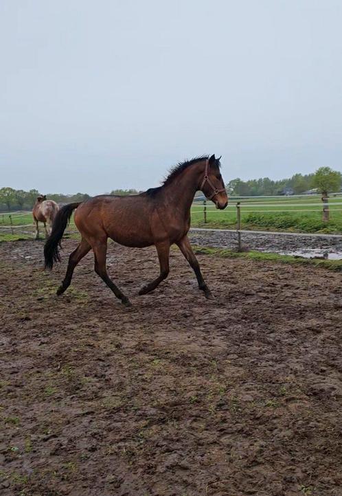 Knappe twenter hengst springpaard stamboek en papieren AES, Dieren en Toebehoren, Paarden, Hengst, Onbeleerd, 160 tot 165 cm, 0 tot 2 jaar