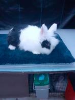 Dwerg konijnen 5maand oud is Ram, Dwerg