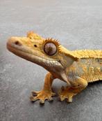 Wimpergekko 2024