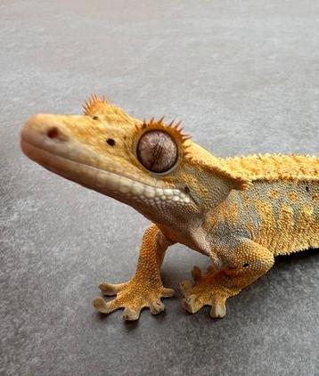 Wimpergekko 2024 beschikbaar voor biedingen