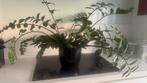 Plant zamioculcas met bloempot, Enlèvement, Utilisé, Intérieur