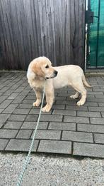 golden retriever pups eigen kweek, Animaux & Accessoires, Chiens | Retrievers, Épagneuls & Chiens d'eau, Golden retriever, Particulier