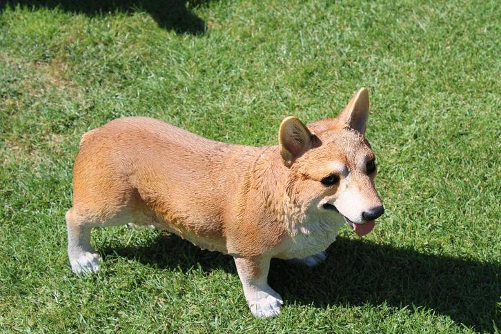 statue d un chien CORGI taille naturel !, Jardin & Terrasse, Statues de jardin, Neuf, Animal, Synthétique, Enlèvement ou Envoi
