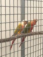 Pyrrhura molinea, Dieren en Toebehoren, Meerdere dieren, Dwergpapegaai of Agapornis, Geringd