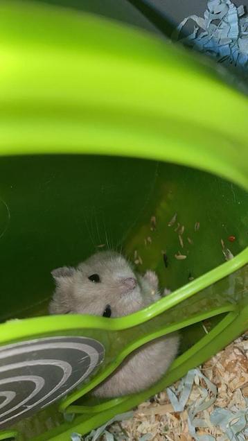 Dwerg hamster beschikbaar voor biedingen
