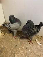 Mooie kings, Dieren en Toebehoren, Vogels | Duiven, Meerdere dieren, Overige soorten