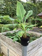 Musella lasiocarpa, Volle zon, Vaste plant, Zomer, Ophalen