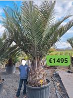 Exotische planten, Ophalen of Verzenden