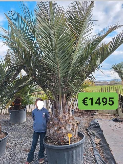 Exotische planten, Tuin en Terras, Bloembollen en Zaden, Ophalen of Verzenden