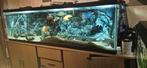 Aquarium  2m op 60 op 70  alles erbij ev ruil, Dieren en Toebehoren, Ophalen