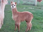 Alpaca hengst veulen, Dieren en Toebehoren, Overige Dieren