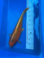 45 cm koi, Karper of Koi