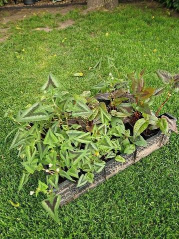 Bakje 4verschillende soorten persicaria 15€ beschikbaar voor biedingen