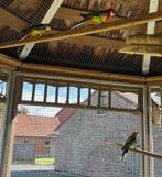 Rosellas, Dieren en Toebehoren, Vogels | Parkieten en Papegaaien