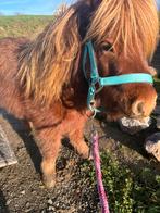 Poney shetland, Ruin, Zadelmak