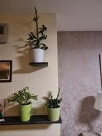 Kerstcactus, bloeit meermaals per jaar, Ophalen
