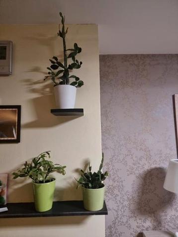 Kerstcactus, bloeit meermaals per jaar beschikbaar voor biedingen