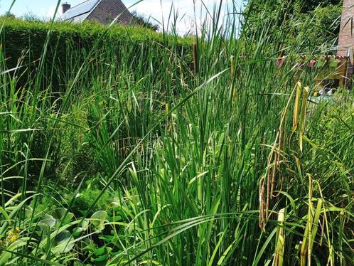 Lisdodde en gele lis gratis, Tuin en Terras, Planten | Tuinplanten, Vaste plant, Ophalen