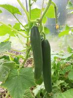 Eigen kweek/Plantgoed moestuin/20 soorten tomaten, Ophalen