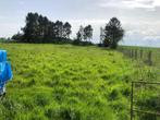 weide te huur            bertem, Dieren en Toebehoren
