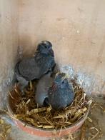 Knappe jonge uit bewezen vliegers te koop!, Dieren en Toebehoren, Vogels | Duiven, Geslacht onbekend, Postduif