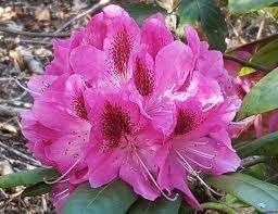 Rhododendron Hybriden, Tuin en Terras, Planten | Tuinplanten, Ophalen