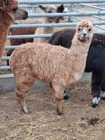 Appaloosa alpaca merries en hengsten,, Dieren en Toebehoren