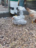 chabo krulhaantje blauw, Dieren en Toebehoren, Pluimvee
