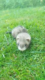Fretten pups, Dieren en Toebehoren, Meerdere dieren, Fret, Tam