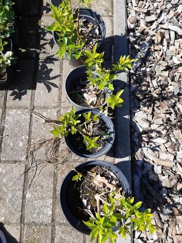 forsythia planten beschikbaar voor biedingen