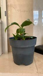 Bananenplant 25 cm hoog, Ophalen