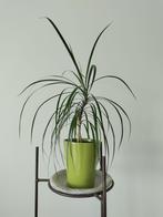 Drakenbloedboom / Dracaena - Kamerplant met sierpot, Ophalen, Halfschaduw, In pot, Minder dan 100 cm
