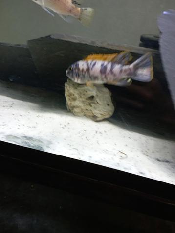 Cichlidès Malawi couple labeotropheus