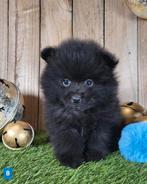 Chiot de poméranie/pompon / petit loulou, Loulou, Plusieurs, Parvovirose, Belgique