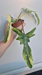 Philodendron Florida Beauty Mayoi Variegated, Enlèvement ou Envoi