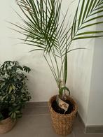 Areca palm in pot !, Huis en Inrichting, Kamerplanten, Ophalen, Palm, In pot