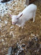 Melkgeit bok, Dieren en Toebehoren, Schapen, Geiten en Varkens, Mannelijk, Geit, 0 tot 2 jaar