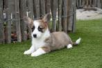Prachtige Welsh corgi cardigan pups, Dieren en Toebehoren, België, Overige rassen, CDV (hondenziekte), 8 tot 15 weken