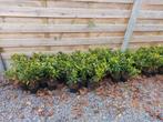 Prunus lucitanica, Tuin en Terras, Planten | Struiken en Hagen, Ophalen