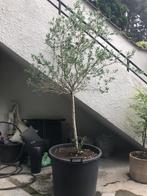 olijfboom in pot, Ophalen, In pot, Olijfboom, 100 tot 250 cm