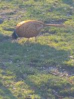 Buff bosfazant haan, Dieren en Toebehoren, Pluimvee, Mannelijk, Overige soorten