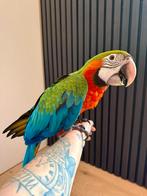 Harlekijn ara baby, Dieren en Toebehoren, Vogels | Parkieten en Papegaaien, Geringd