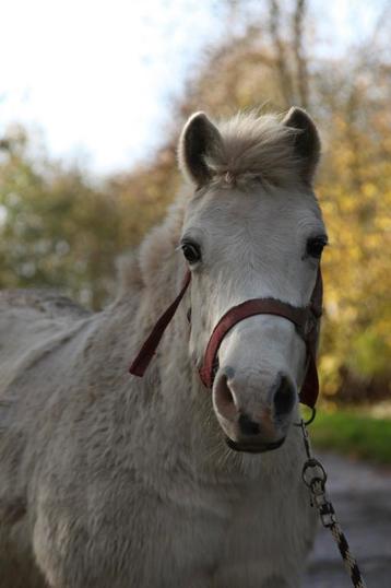 Lieve merrie zoekt vriendje! beschikbaar voor biedingen
